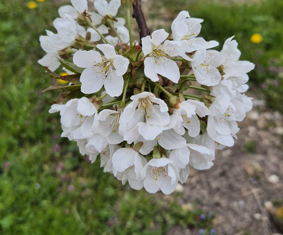 Kirschblütenwanderung rund um Neidlingen
