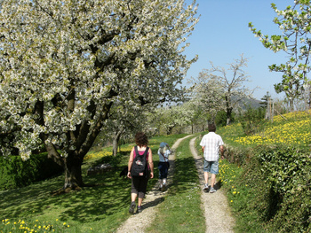 Kirschblte Neidlinger Tal
